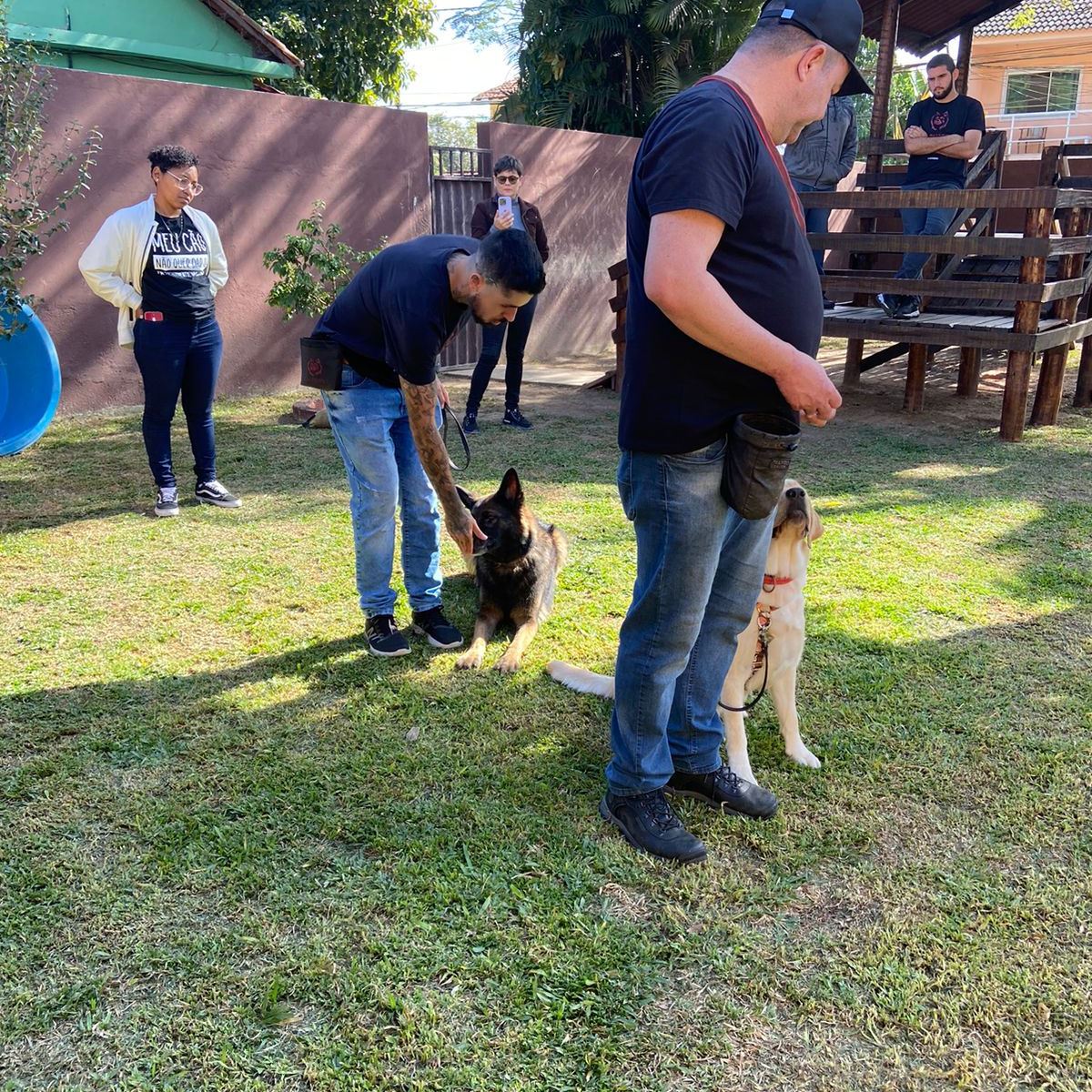 Aula em grupo de adestramento com vários cães e tutores
