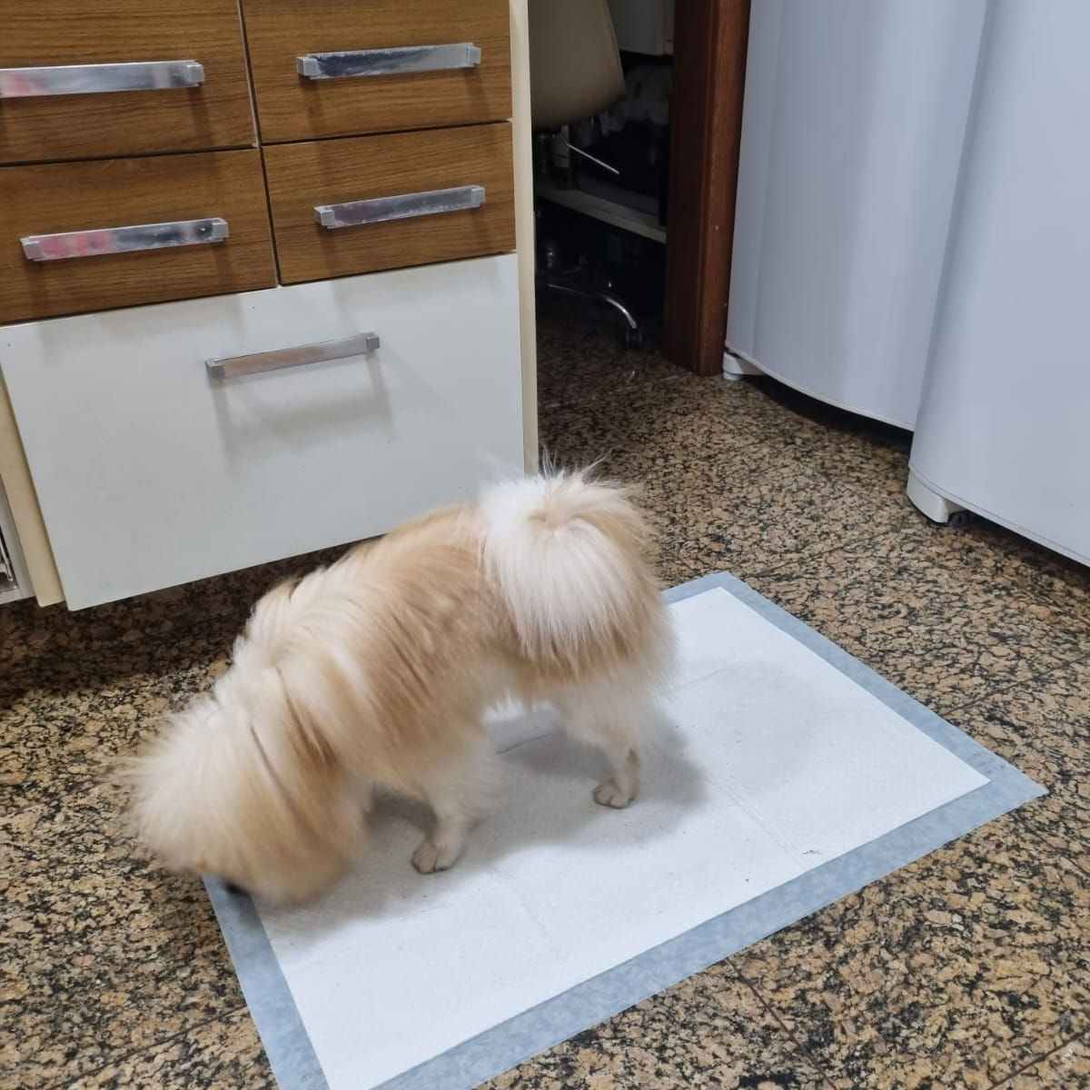 Filhote treinando em tapete higiênico